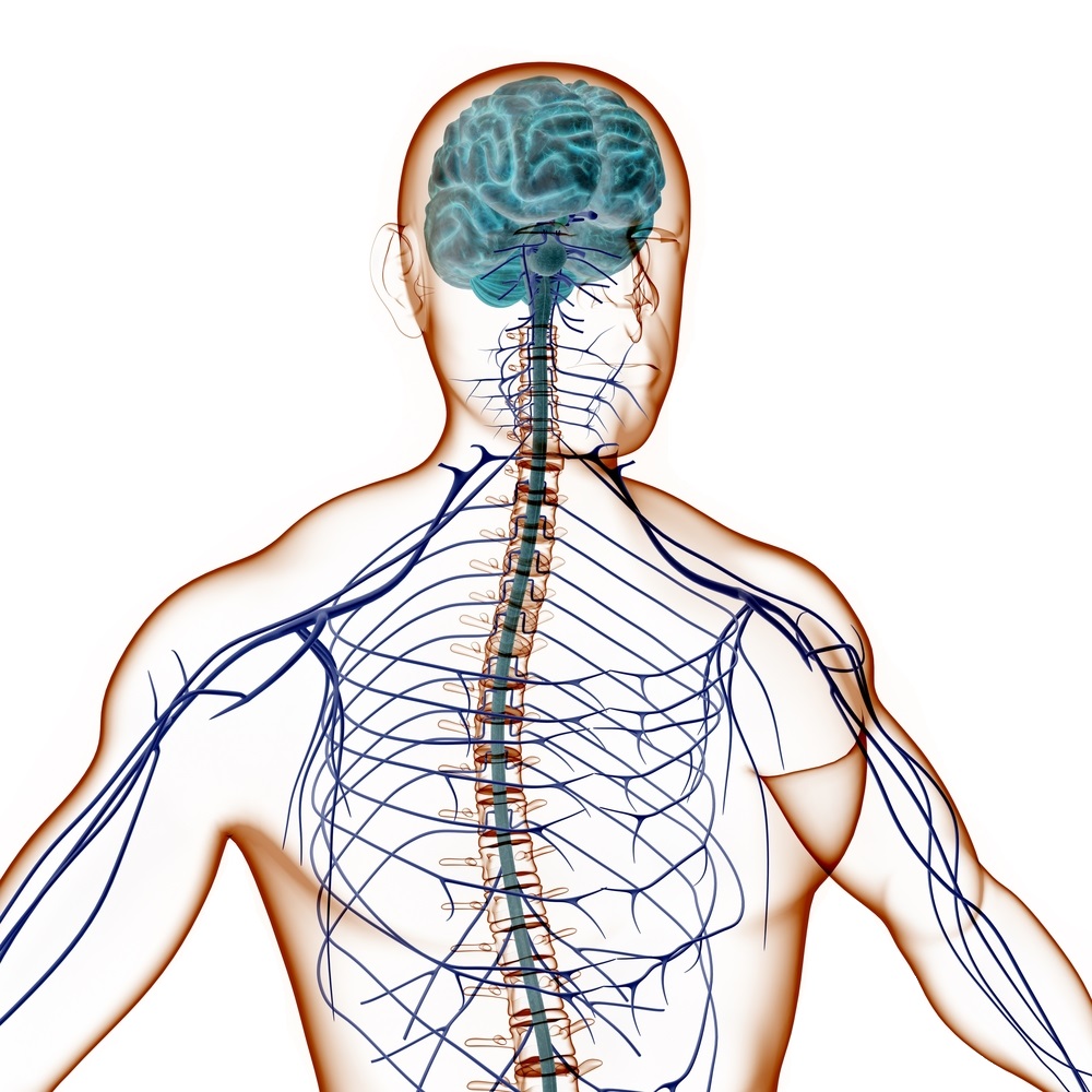 Нервная система человека, мозг человека, ЦНС, ПНС