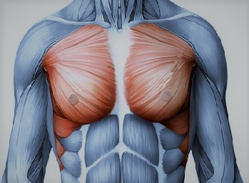 Мышцы груди человека