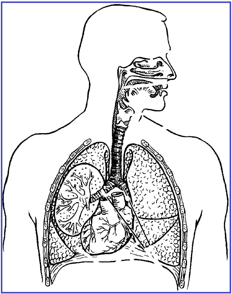 дыхательная система человека