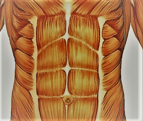 Мышцы живота человека мускулы живота пресс