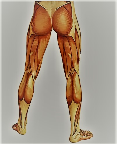 Мышцы ног человека