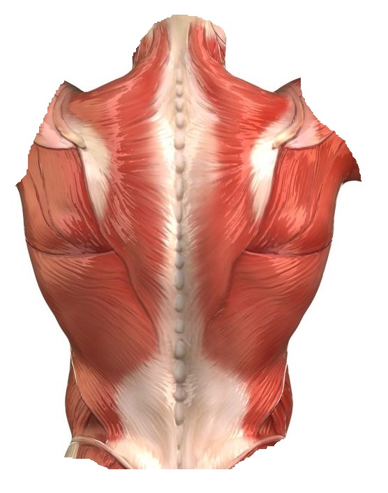 Мышцы спины человека