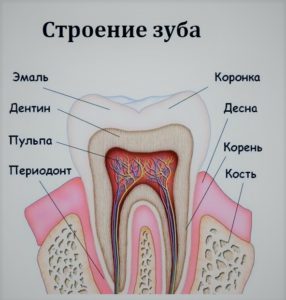 строение зуба онлайн диагноз зубная боль