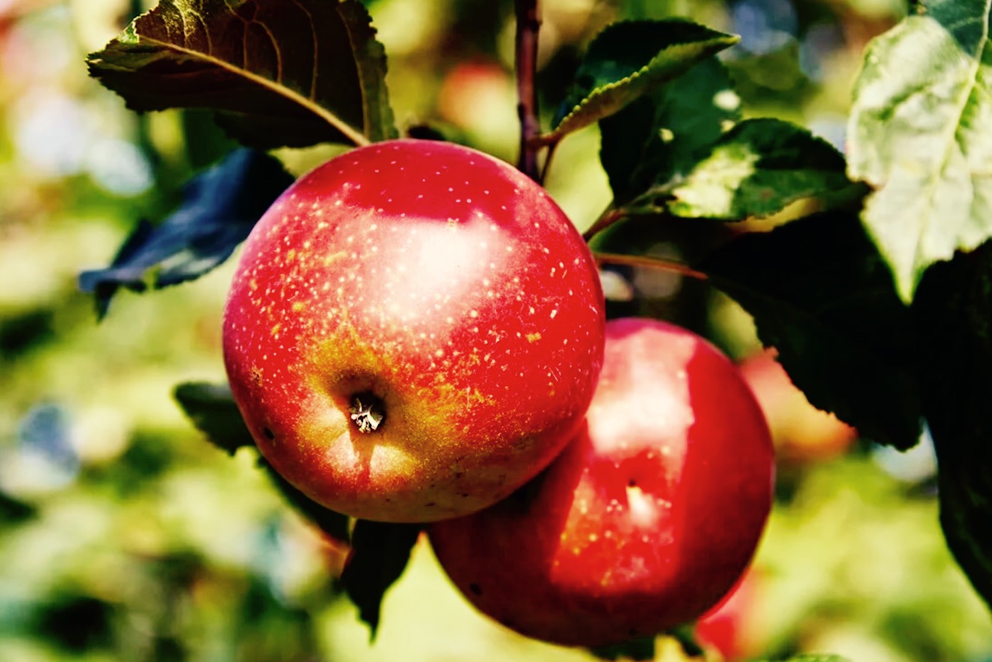 К чему снятся красивые яблоки. Яблоня Апорт. Ареал яблони Джонаголд. Яблоко фото. Разноцветные яблоки.